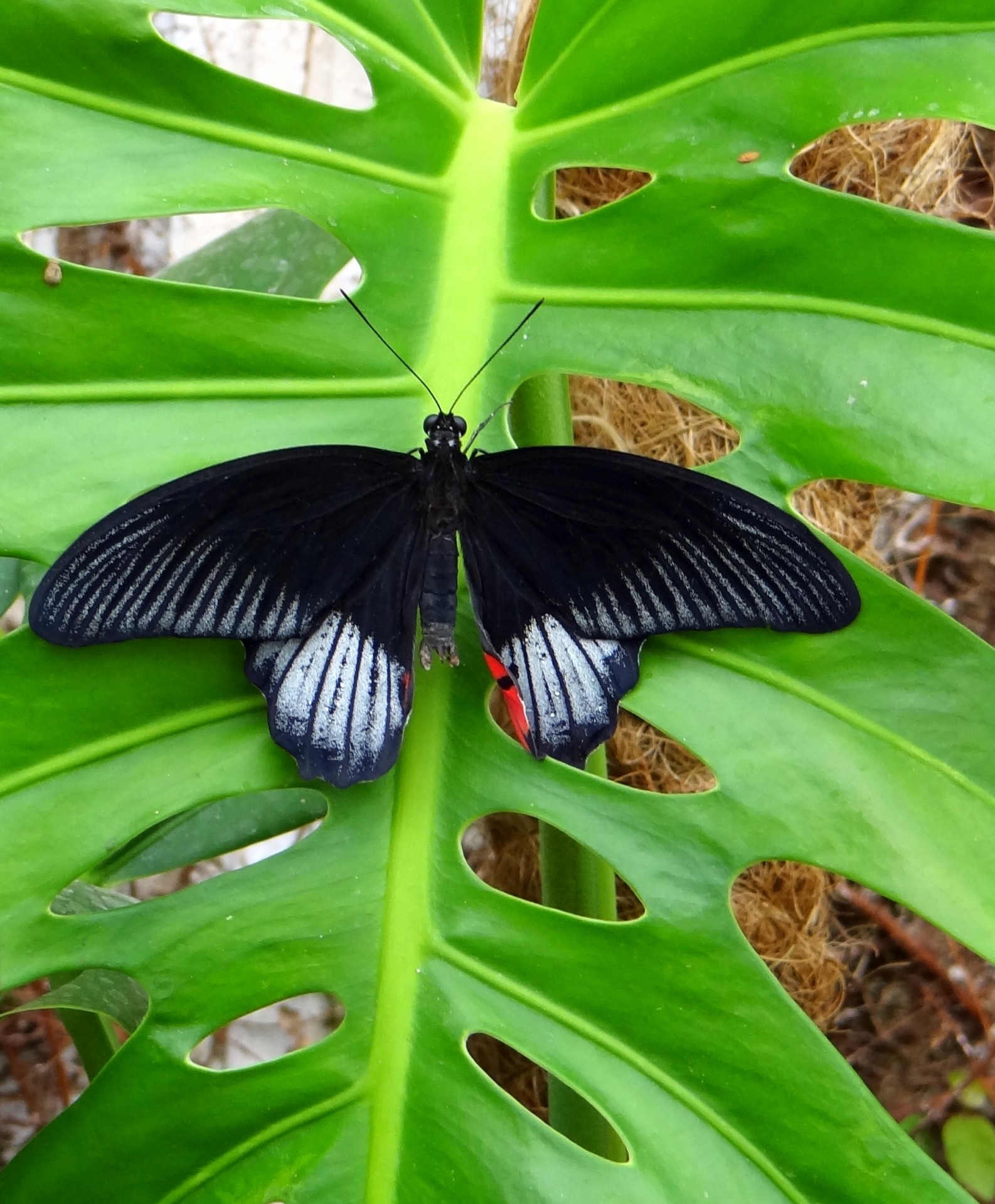 Drugelis,  Drugys,  Asija,  Vasara,  Atogrąžų,  Saulė,  Gėlės,  Nektaras,  Papilionidae,  Lazdelės Drugelis