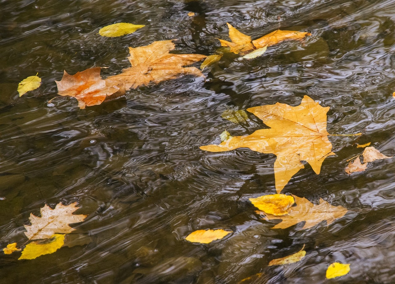 Upė, Judėjimas, Lakštai, Vanduo, Ruduo, Parkas, Skaidrių, Torrent, Nemokamos Nuotraukos,  Nemokama Licenzija