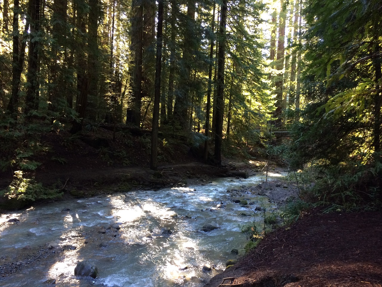 Upė, Redwood, Oregonas, Kalifornija, Šiaurės Vakarai, Gamta, Medis, Miškas, Natūralus, Ramus