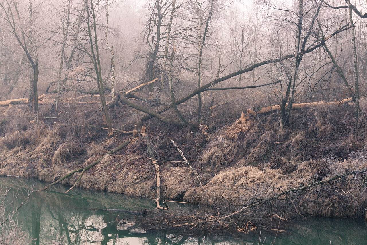 Upė, Miškas, Rūkas, Gamta, Medis, Skaldyti Medžiai, Rytas, Nemokamos Nuotraukos,  Nemokama Licenzija