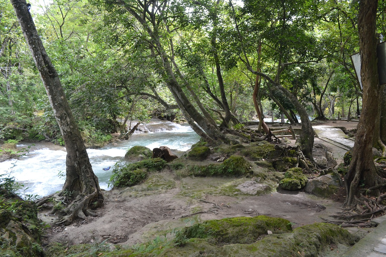 Upė, Medis, Vanduo, Gamta, Meksika, Nemokamos Nuotraukos,  Nemokama Licenzija