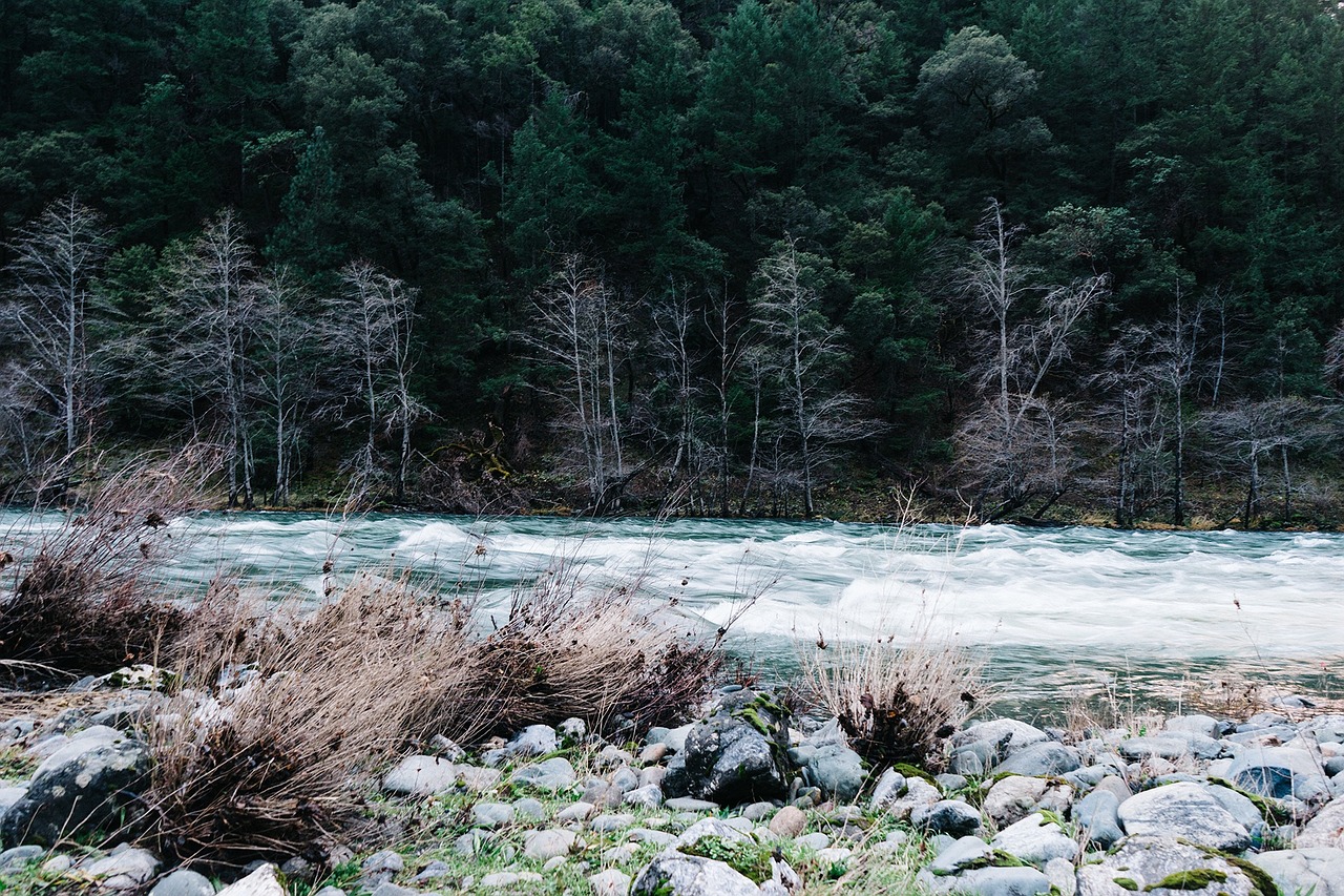 Upė, Srautas, Vanduo, Slenksčiai, Akmenys, Miškas, Medžiai, Miškai, Gamta, Nemokamos Nuotraukos