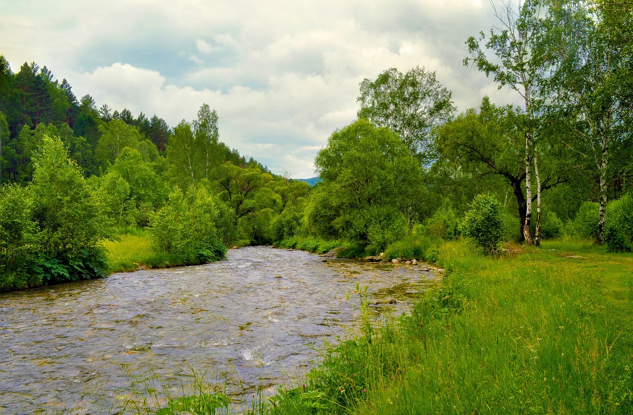 Upė, Medis, Miškas, Gamta, Vasara, Žalias, Kraštovaizdis, Nemokamos Nuotraukos,  Nemokama Licenzija