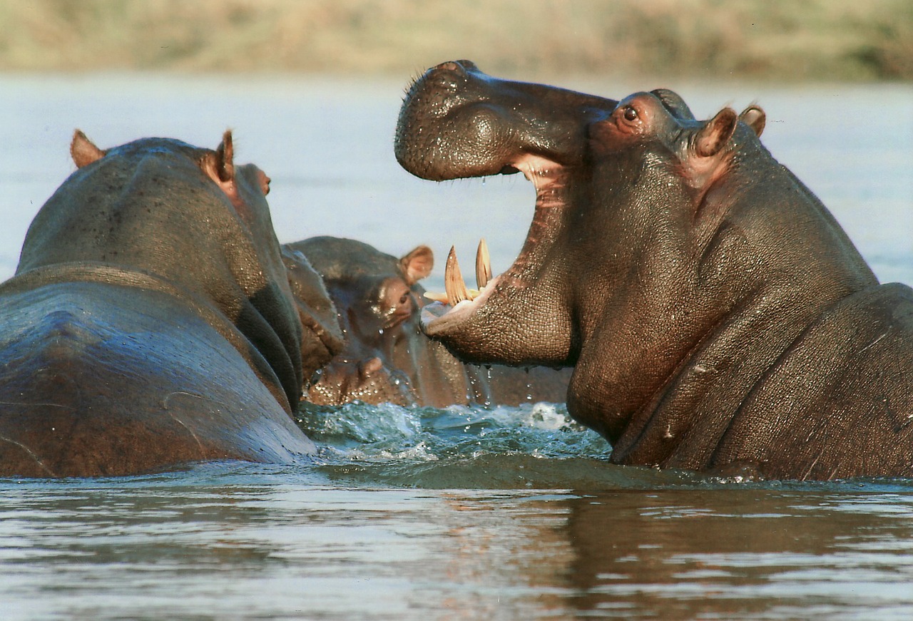 Upės Arklys, Pelėnas, Hippo, Gyvūnas, Namibija, Afrika, Laukinis Gyvenimas, Žaisti, Gamta, Peizažas