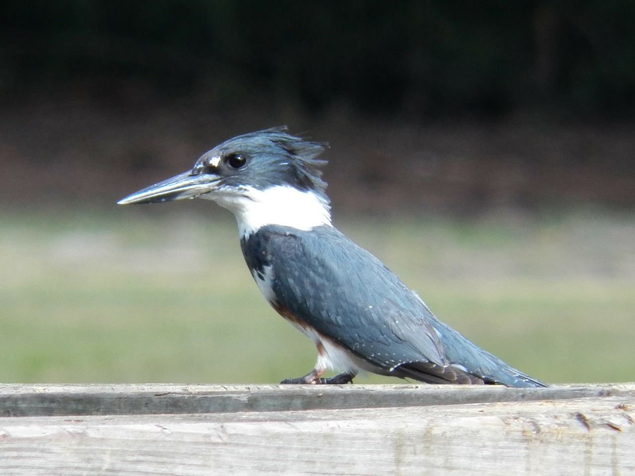 Upių Karališkieji Žuvys, Alcedinidae, Paukštis, Skristi, Sparnai, Plunksna, Laukinė Gamta, Snapas, Laukiniai, Laisvė