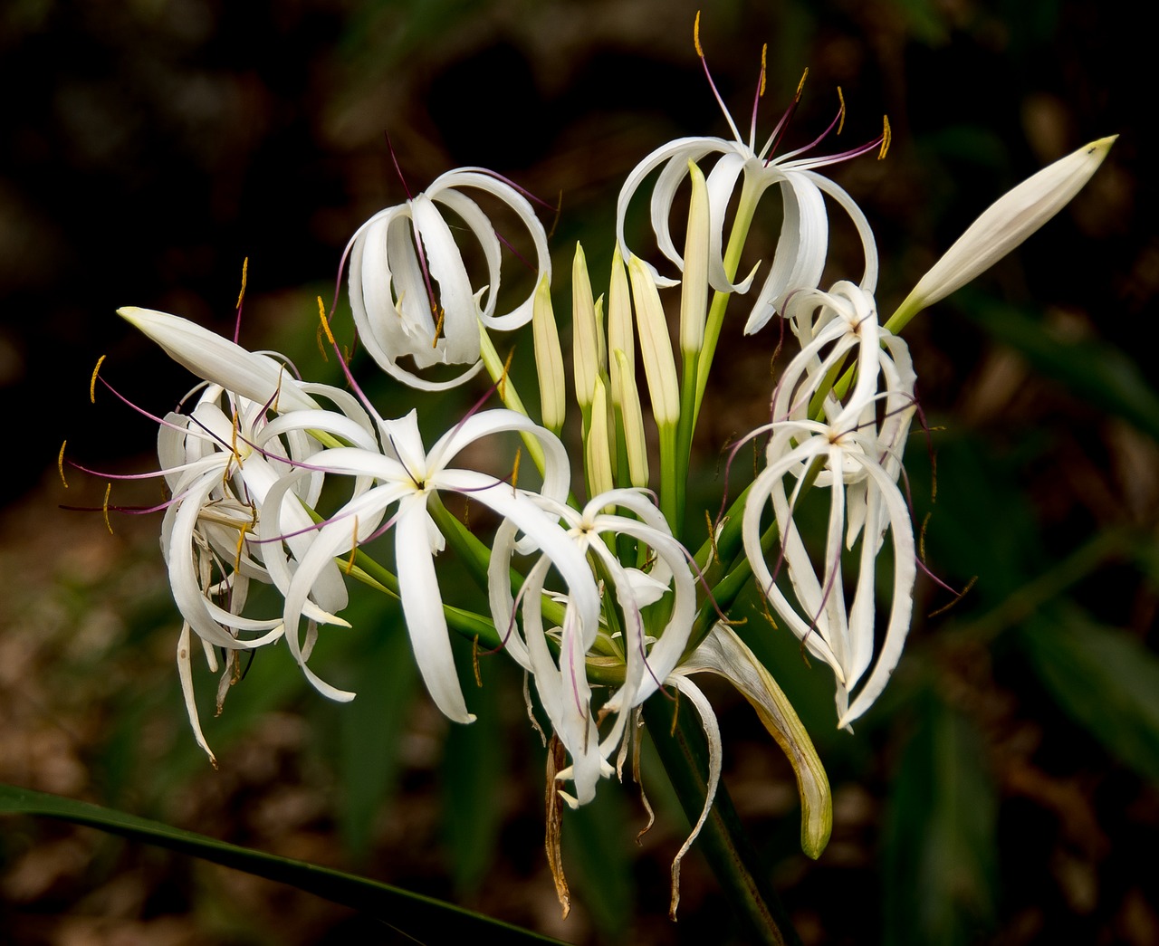 Upės Lelija, Pelkės Lelija, Crinum Pendunculatum, Gėlė, Balta, Subtilus, Žydėti, Atogrąžų Miškai, Gimtoji, Pametimas