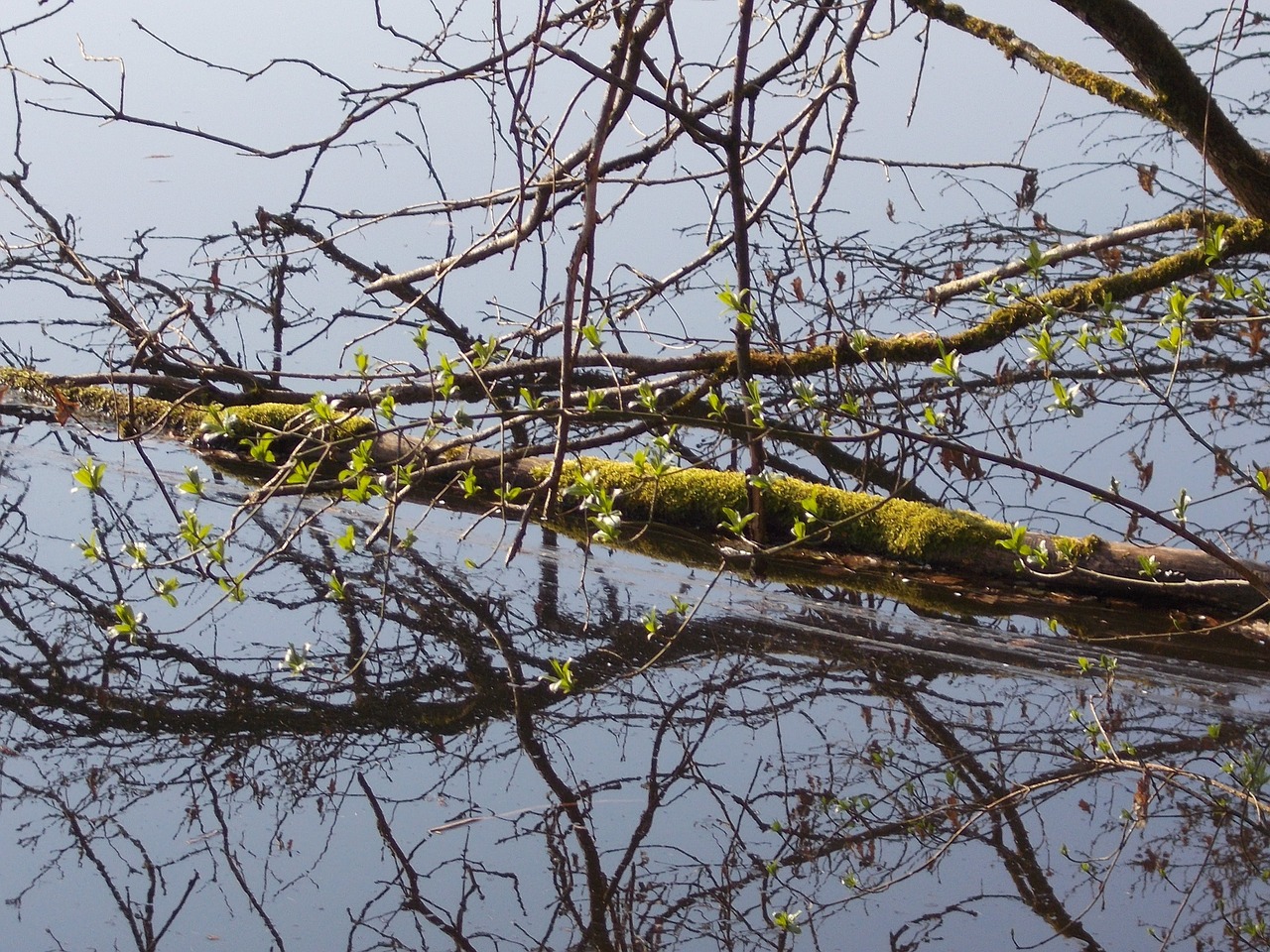 Riverside, Žurnalas, Vanduo, Gamta, Aplinka, Nemokamos Nuotraukos,  Nemokama Licenzija