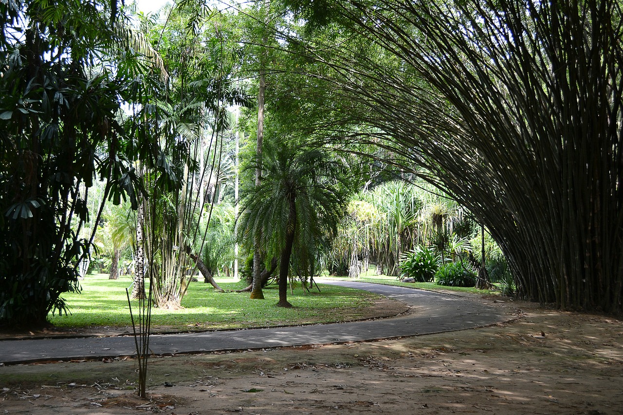 Kelias, Bambukas, Bambuko Medis, Bambuko Medžiai, Medžiai, Gamta, Šri Lanka, Ceilonas, Mawanella, Peradeniya