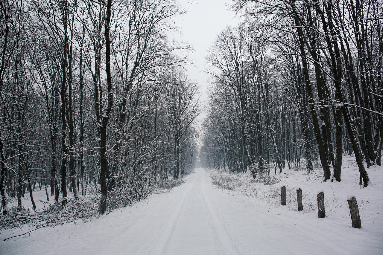 Kelias, Kelias, Medis, Augalas, Gamta, Sniegas, Žiema, Šaltas, Nemokamos Nuotraukos,  Nemokama Licenzija