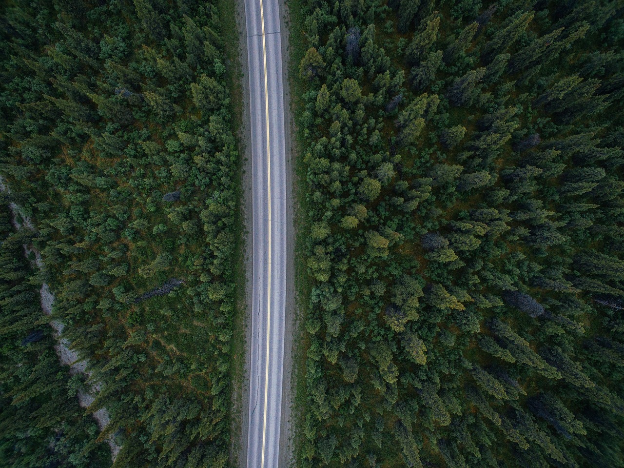Kelias, Medžiai, Miškas, Gamta, Antena, Nemokamos Nuotraukos,  Nemokama Licenzija