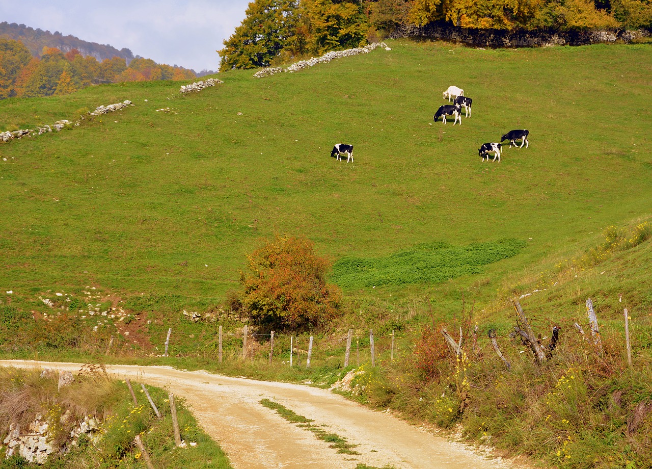 Kelias, Kalnas, Ekskursija, Karvė, Bandas, Prato, Bovino, Gyvūnai, Karvės, Gyvuliai