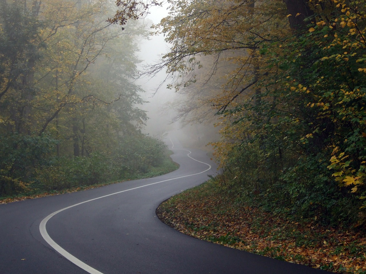 Kelias, Miškas, Rūkas, Kelionė, Ruduo, Nemokamos Nuotraukos,  Nemokama Licenzija