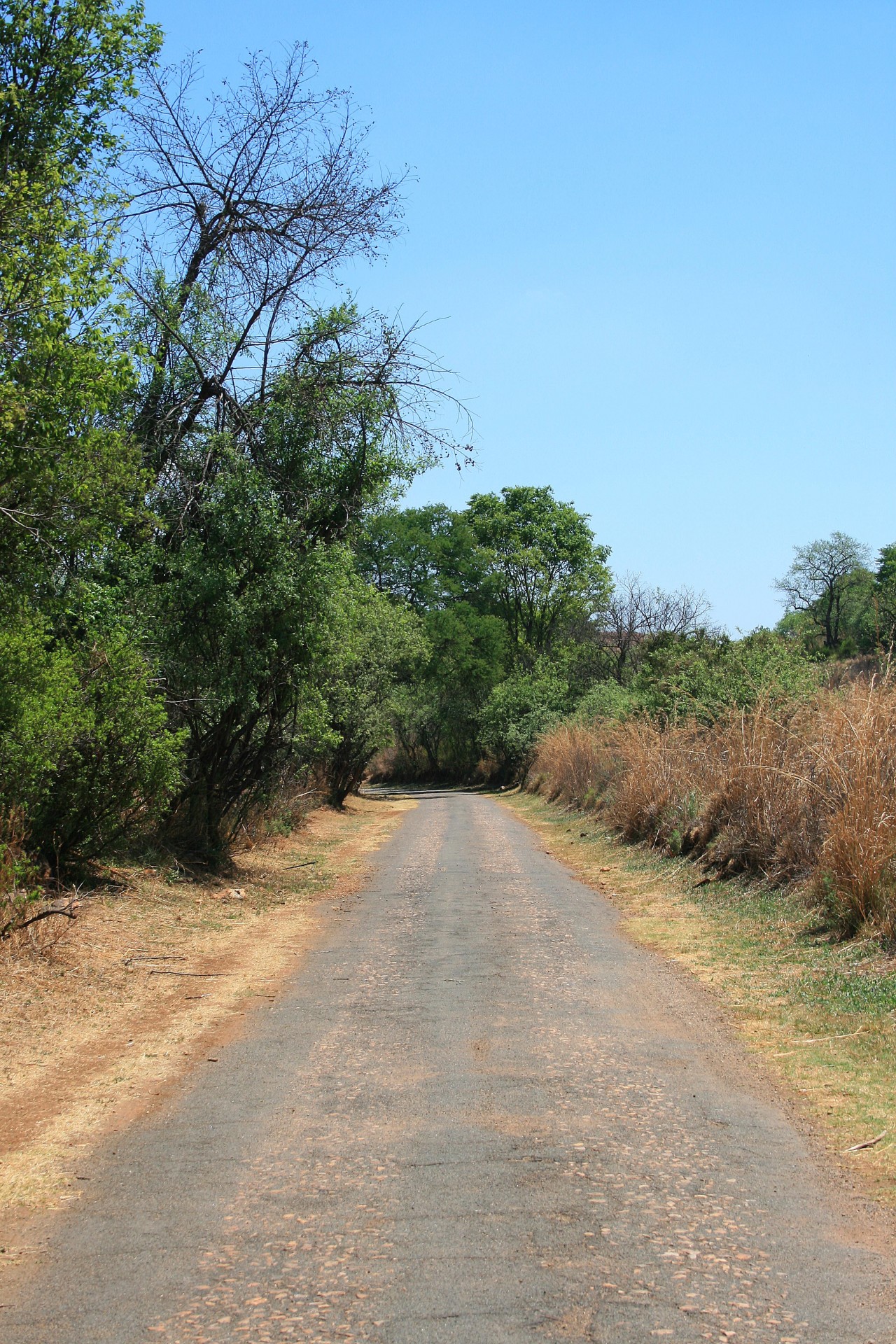 Kelias,  Purvas,  Augmenija,  Gamta,  Kelias,  Groenkloof Gamtos Draustinis, Nemokamos Nuotraukos,  Nemokama Licenzija