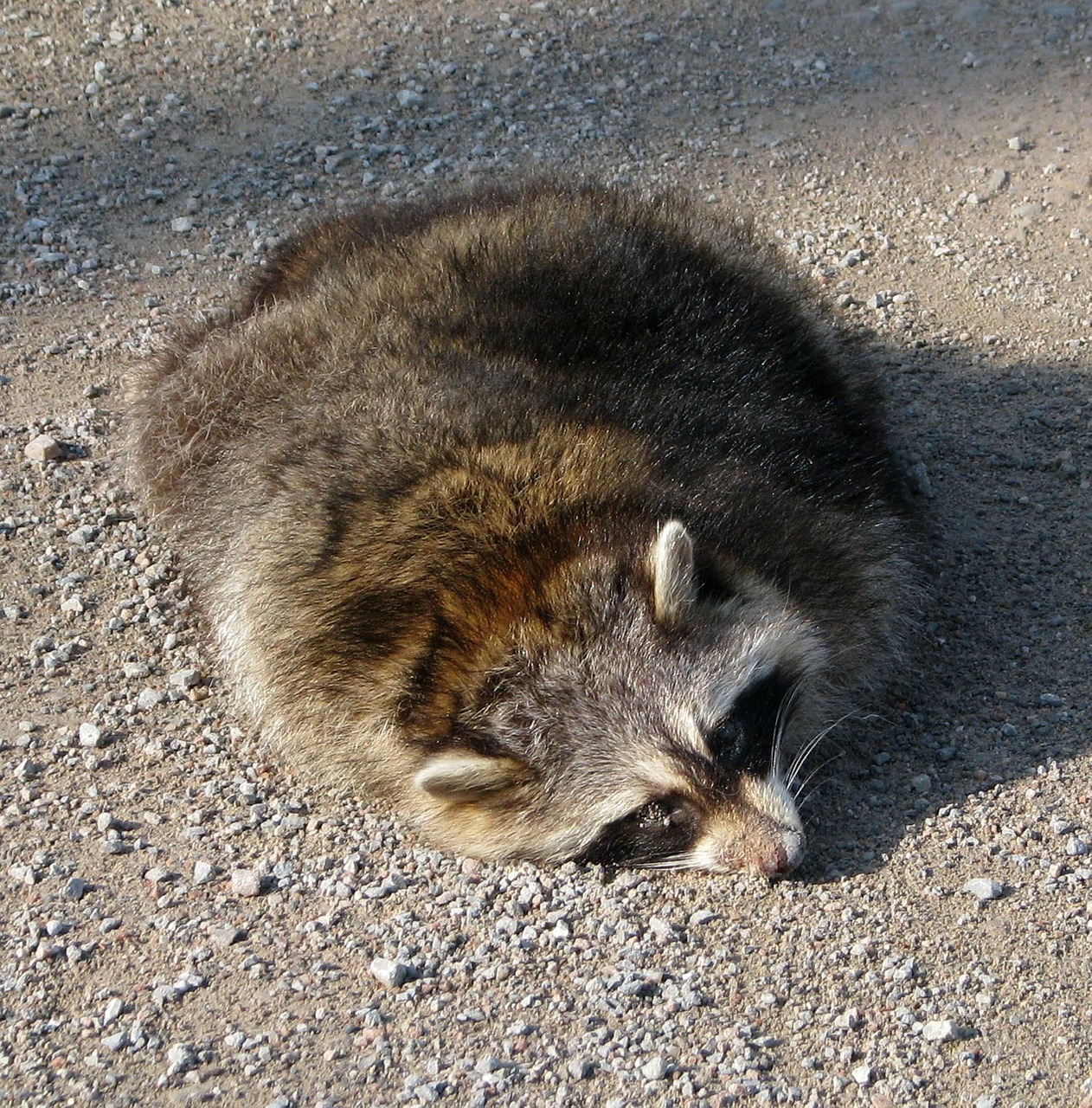 Roadkill, Bendras Ėriukas, Šiaurės Amerikinis Jenonas, Procyon Lotor, Senas Hungerford Kelias, Moneymore, Ontarijas, Kanada, Nemokamos Nuotraukos,  Nemokama Licenzija