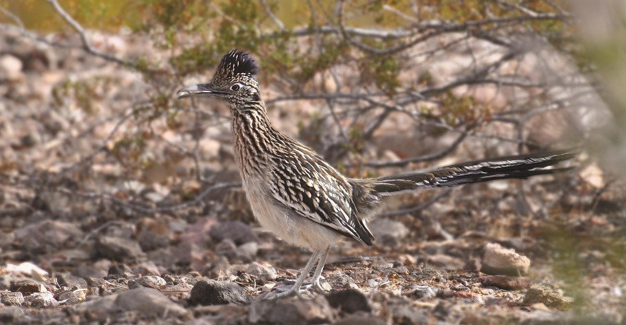 Roadrunner, Paukštis, Chaparral, Žemės Gegutė, Greitai, Bėgimas, Geococcyx, Laukinė Gamta, Gamta, Plėšrūnas