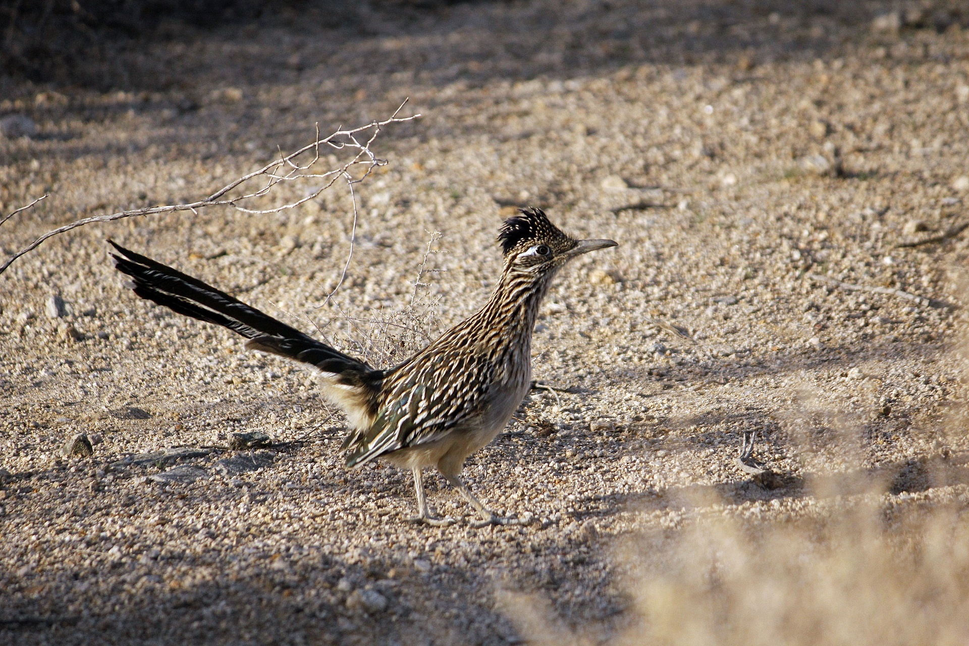 Roadrunner,  Paukštis,  Chaparral,  Žemės & Nbsp,  Gegutė,  Viešasis & Nbsp,  Domenas,  Fonas,  Tapetai,  Greitai