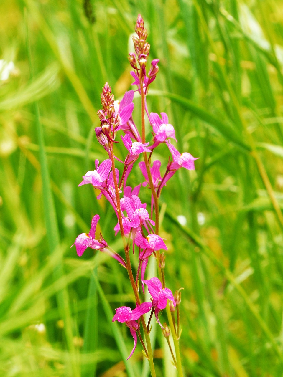 Kelias, Purpurblütiges Toadflax, Linum, Gėlių Pieva, Aštraus Gėlė, Uždaryti, Vasaros Pieva, Žolė, Nemokamos Nuotraukos,  Nemokama Licenzija