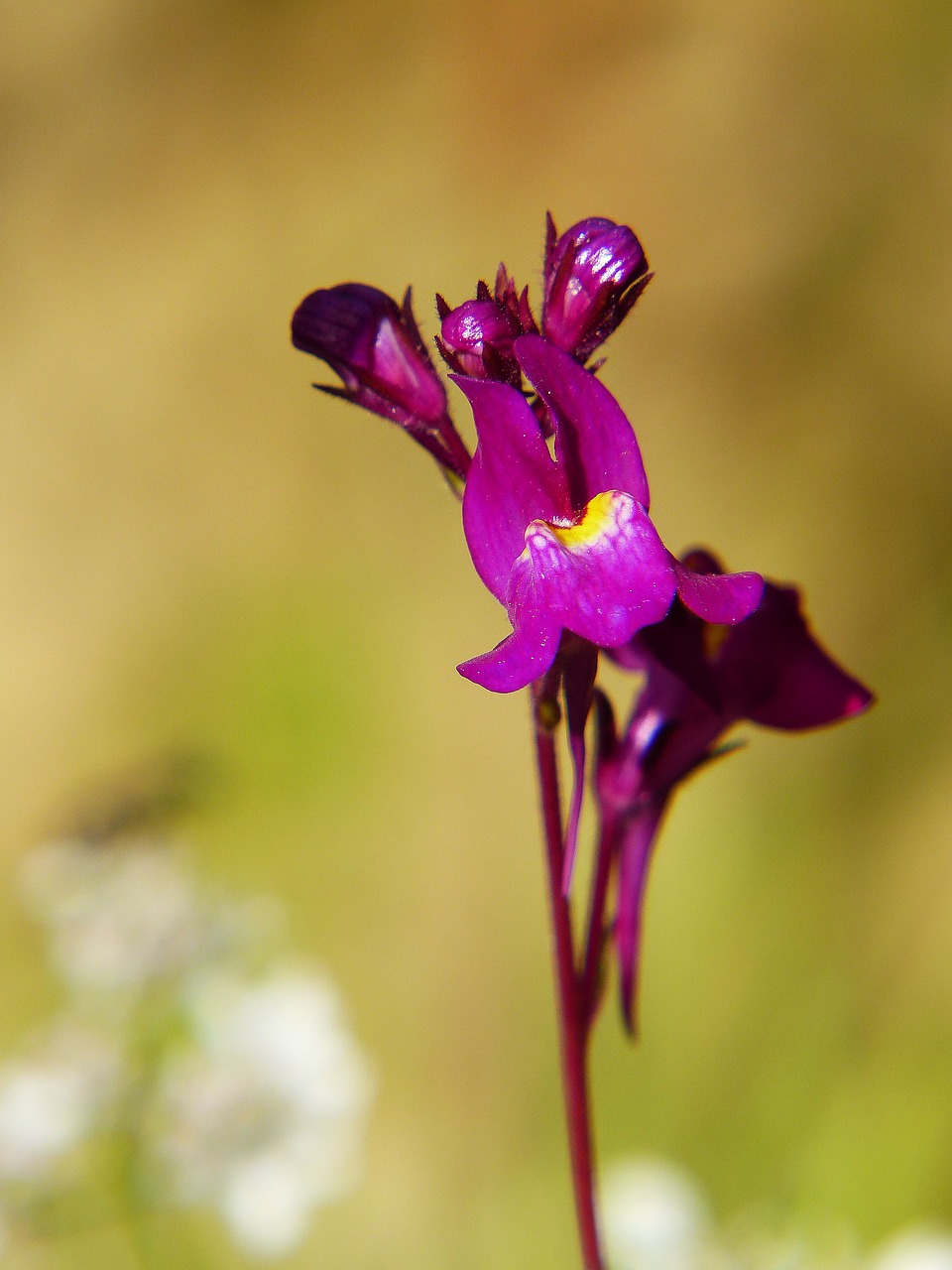 Kelias, Violetinė Spalvotoji Raudonėlė, Linus, Gėlių Pieva, Violetinė, Žiedas, Žydėti, Uždaryti, Augalas, Laukinė Gėlė