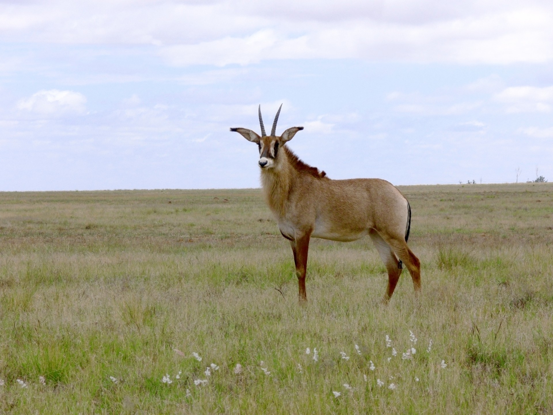 Buck,  Antilopė,  Roan & Nbsp,  Antilopė,  Afrika,  Pietų Afrika,  Didelis & Nbsp,  Žinduolis,  Keršto Antilopė, Nemokamos Nuotraukos