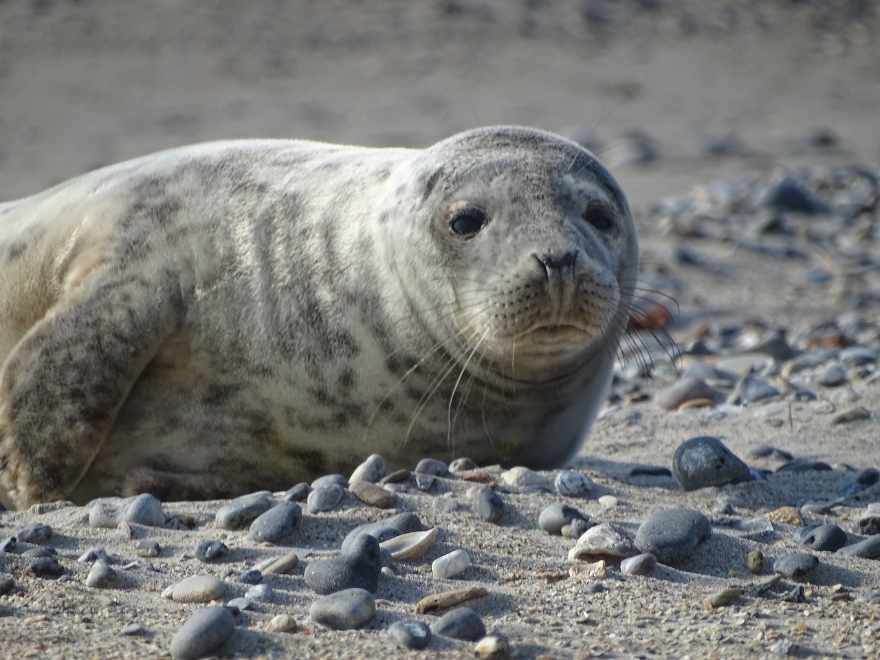 Robbe,  Užsandarinti,  Helgoland,  Papludimys,  Smėlis,  Vandens Gyvūnų,  Šiaurės Jūra,  Žinduolis,  Šuo Plomba,  Pilkieji Ruoniai