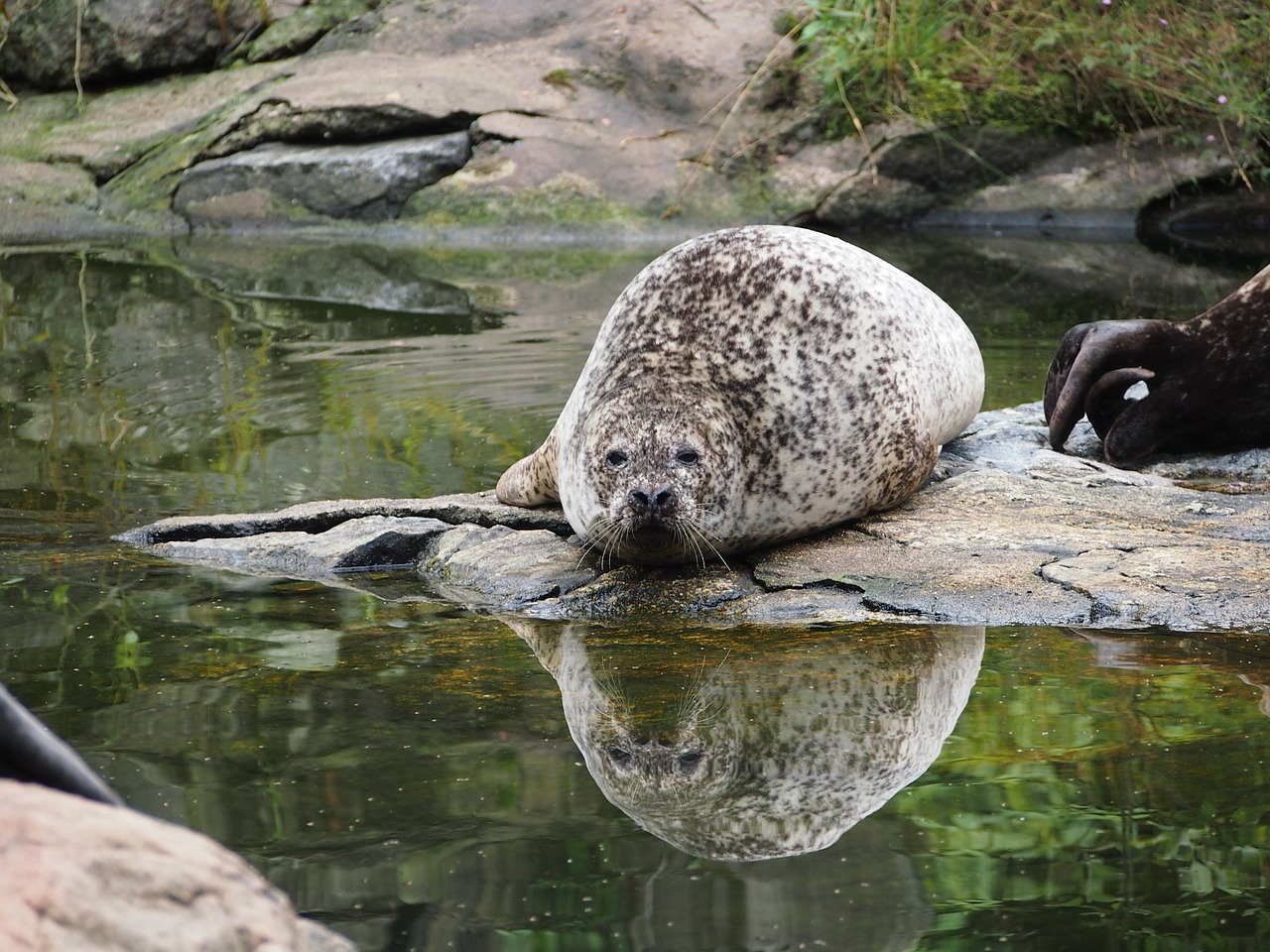 Robbe, Antspaudas, Veidrodis, Gamta, Doze, Kelia, Zoologijos Sodas, Žinduolis, Lazing Aplink, Vanduo