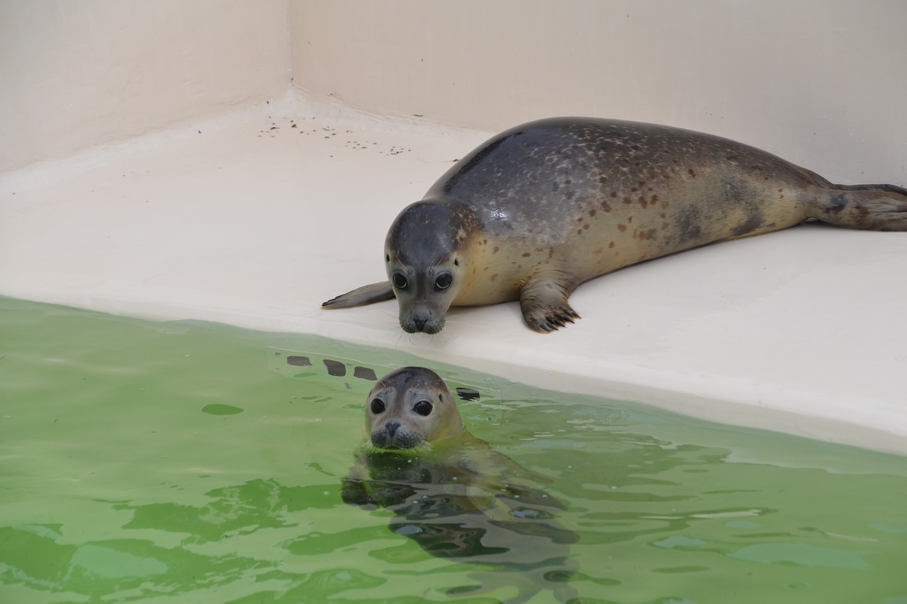 Robbe, Gyvūnas, Vanduo, Žinduolis, Gyvūnų Pasaulis, Šiaurės Jūra, Zoologijos Sodas, Jūrų Liūtas, Nemokamos Nuotraukos,  Nemokama Licenzija