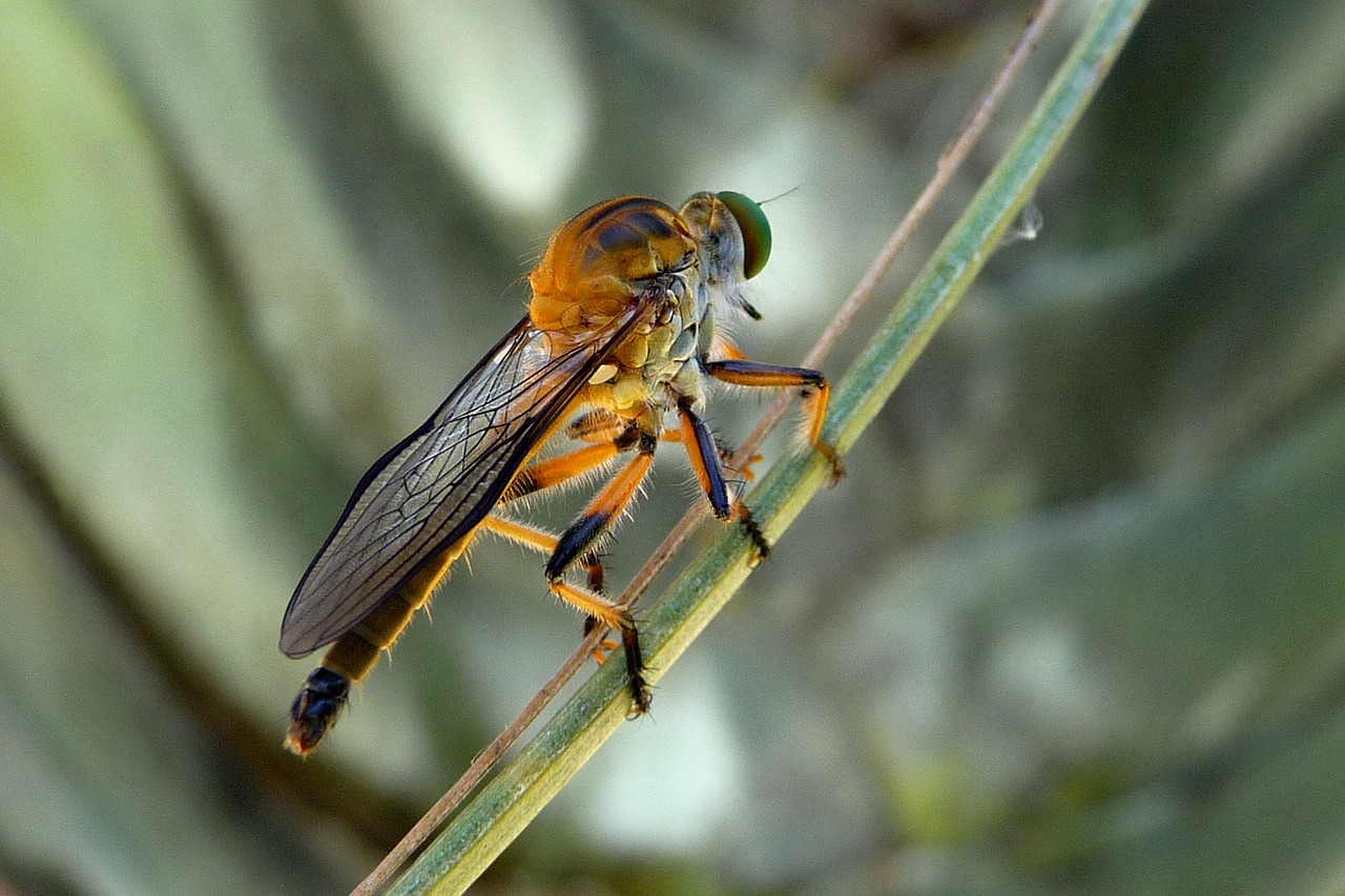 Plėšikas Skristi, Dioctria Rufipes, Vabzdžiai, Šerti, Nemokamos Nuotraukos,  Nemokama Licenzija