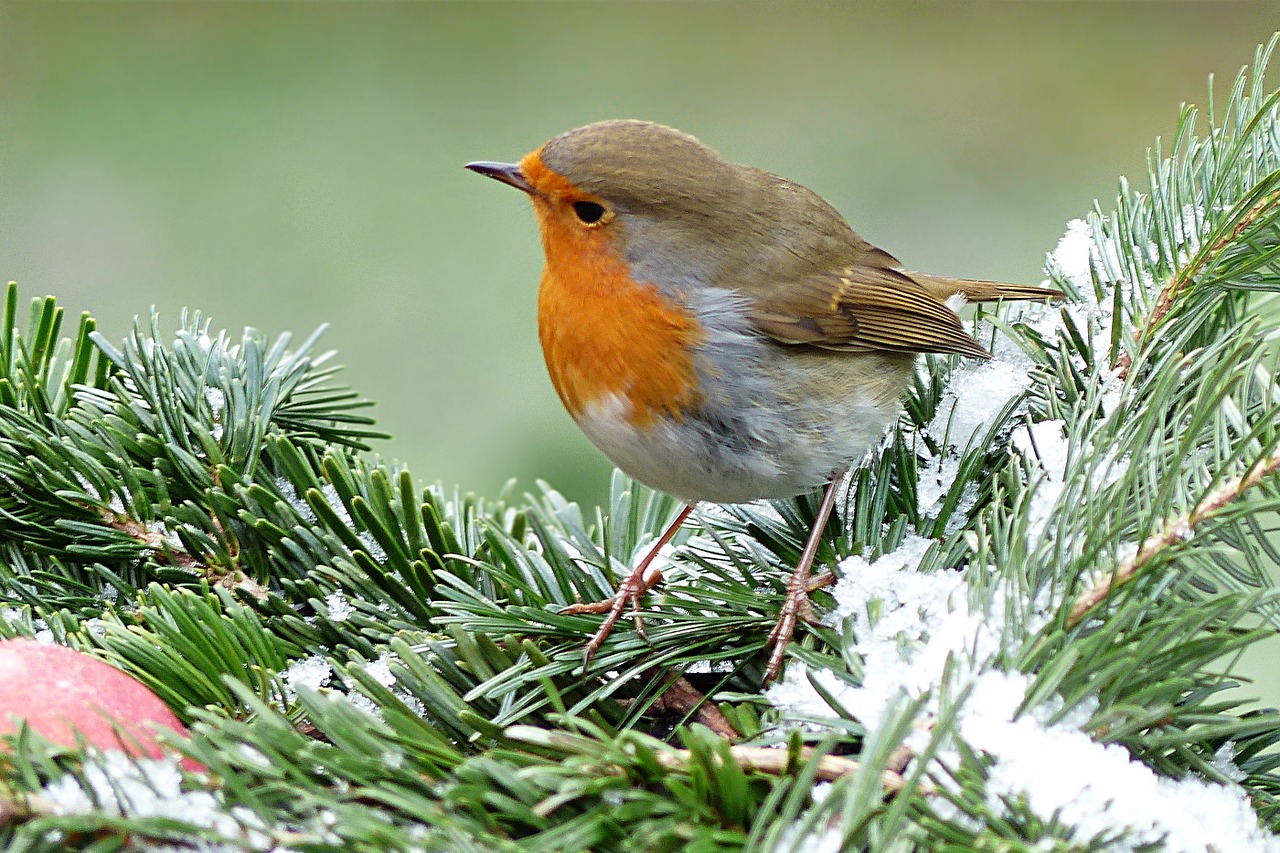 Robin, Erithacus Rubecula, Paukštis, Žiema, Sodas, Maitinimas, Nemokamos Nuotraukos,  Nemokama Licenzija