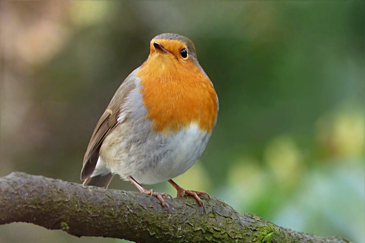 Robin, Erithacus Rubecula, Paukštis, Žiema, Sodas, Maitinimas, Nemokamos Nuotraukos,  Nemokama Licenzija