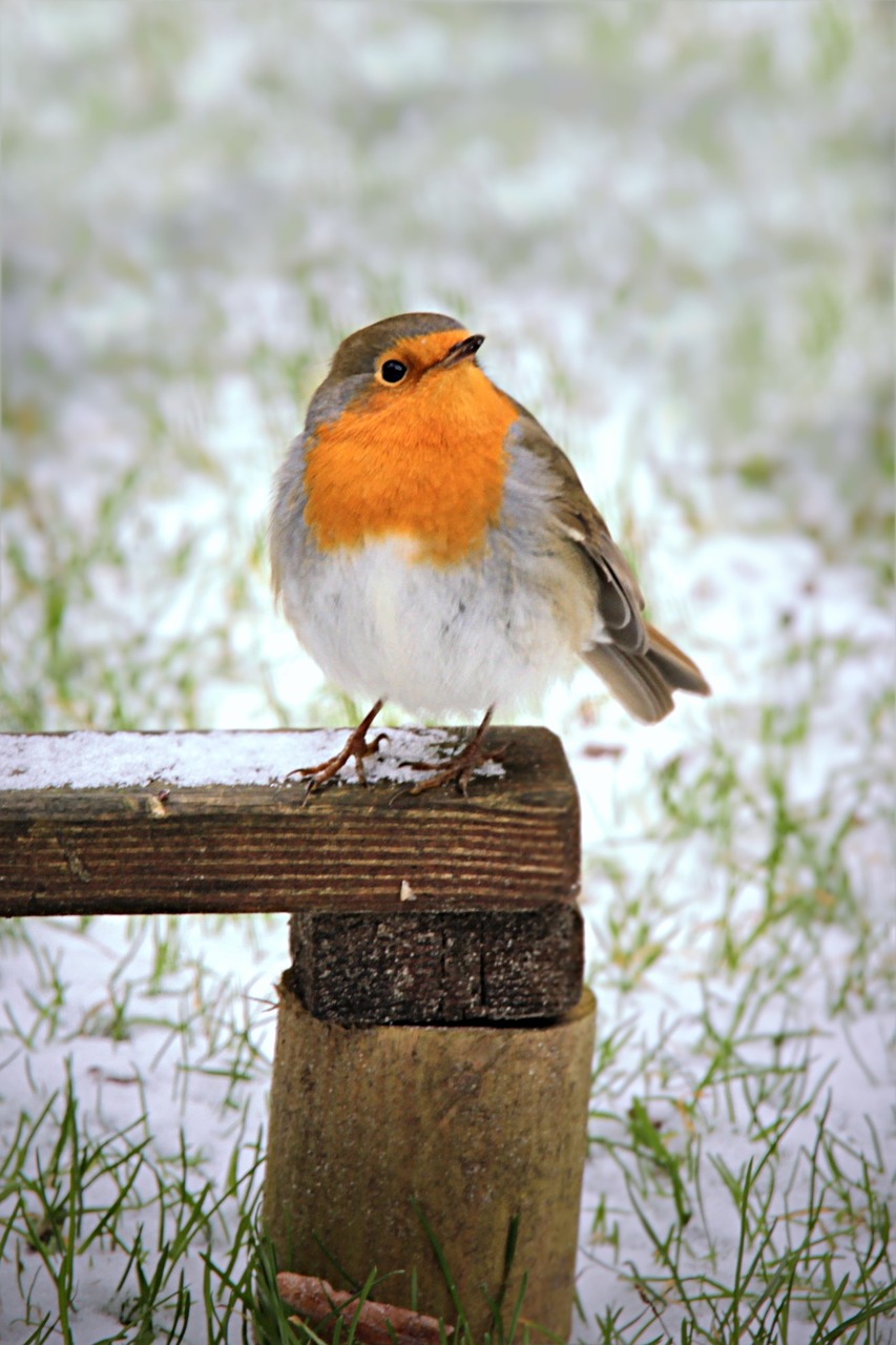 Robin, Erithacus Rubecula, Paukštis, Žiema, Sodas, Maitinimas, Nemokamos Nuotraukos,  Nemokama Licenzija