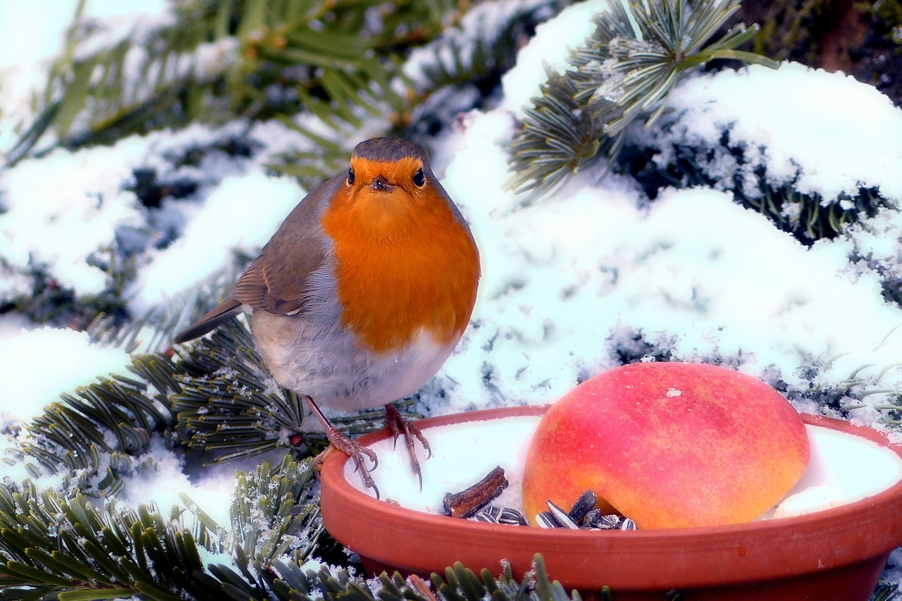 Robin, Erithacus Rubecula, Paukštis, Gyvūnas, Žiema, Sodas, Maitinimas, Nemokamos Nuotraukos,  Nemokama Licenzija