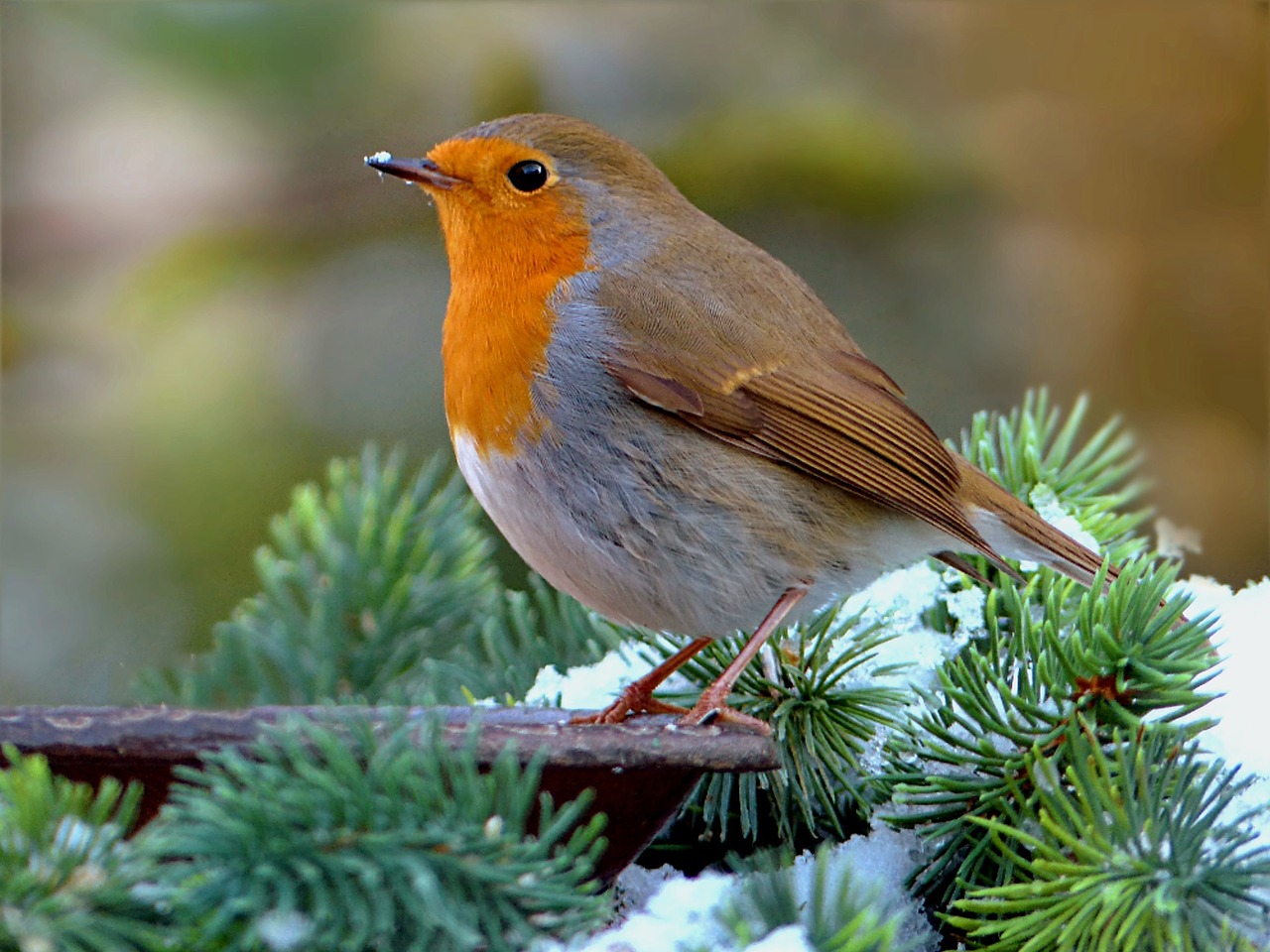 Robin, Erithacus Rubecula, Paukštis, Gyvūnas, Žiema, Sodas, Maitinimas, Nemokamos Nuotraukos,  Nemokama Licenzija