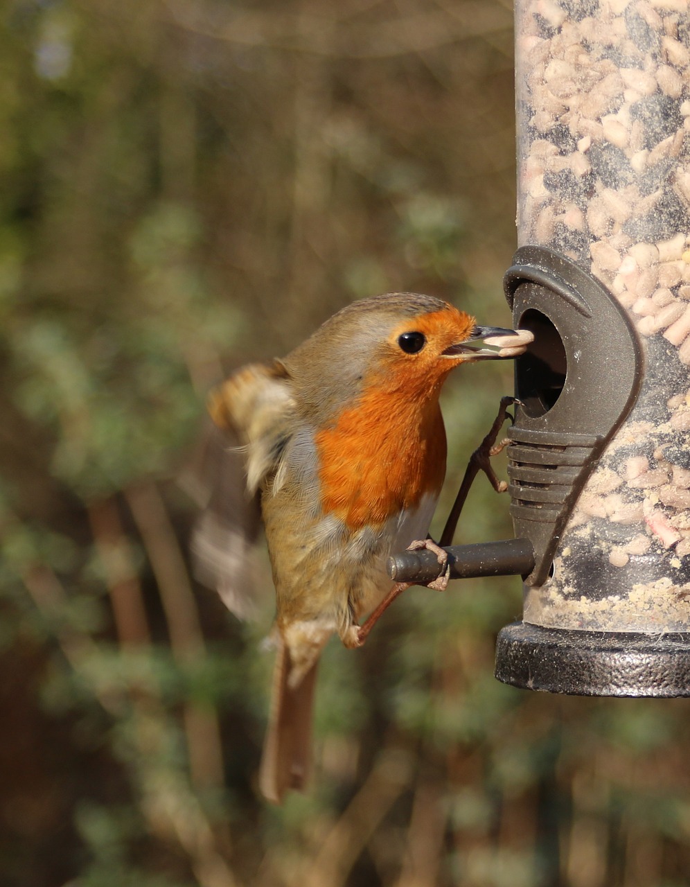 Robin, Skraidantis, Tiektuvas, Paukštis, Skrydis, Paukščių Stebėjimas, Ornitologija, Raudona Juosta, Uk, Sparnai