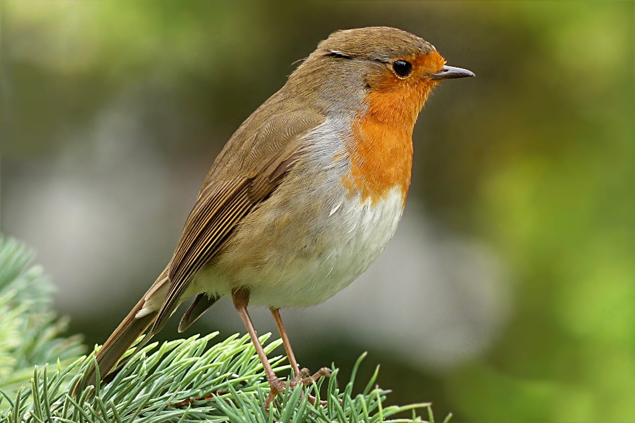 Robin, Erithacus Rubecula, Paukštis, Sodas, Maitinimas, Nemokamos Nuotraukos,  Nemokama Licenzija