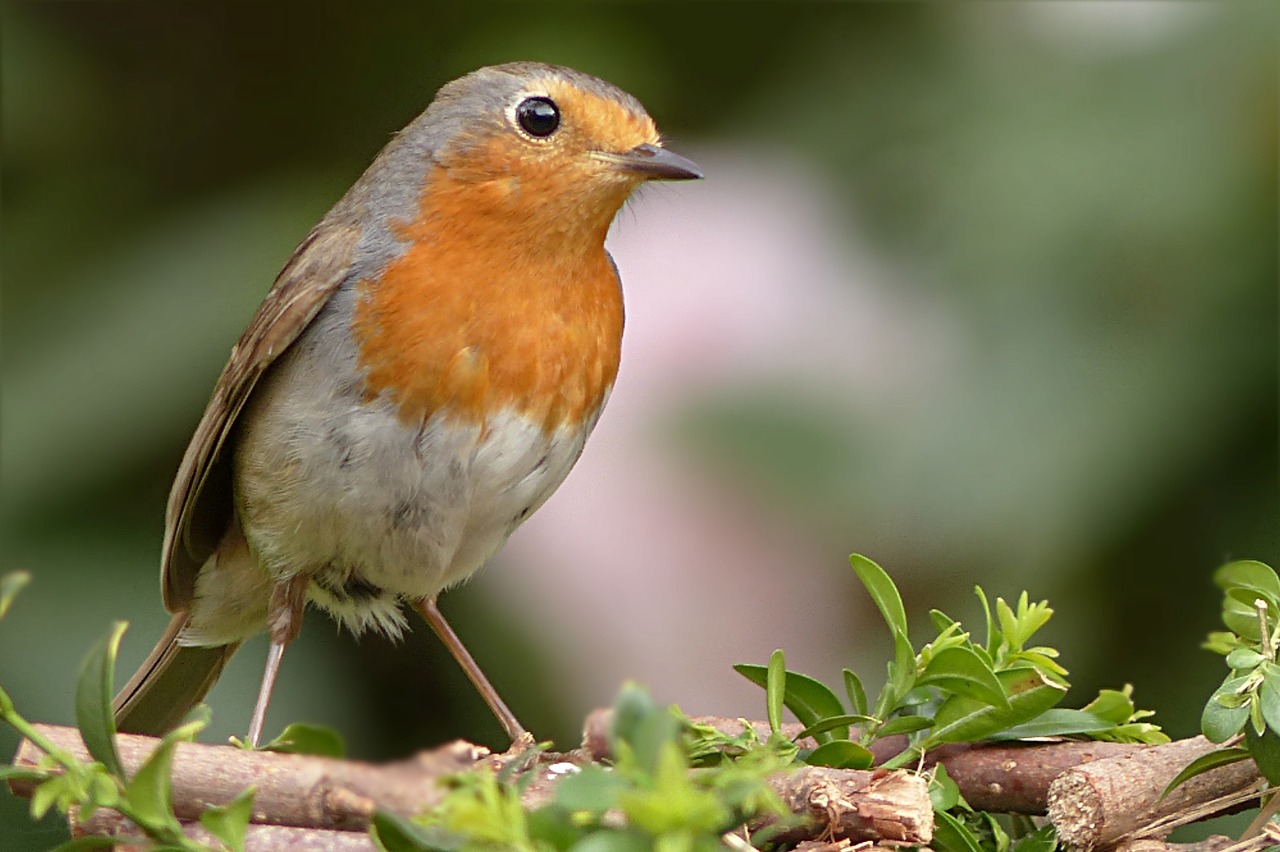 Robin, Erithacus Rubecula, Paukštis, Giesmininkas, Sodas, Maitinimas, Nemokamos Nuotraukos,  Nemokama Licenzija