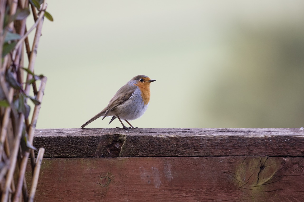 Robin, Sodo Paukštis, Laukinė Gamta, Raudona Juosta, Erithacus, Paukščių Stebėjimas, Ornitologija, Nemokamos Nuotraukos,  Nemokama Licenzija