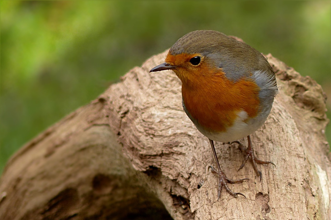 Robin, Erithacus Rubecula, Paukštis, Maitinimas, Sodas, Nemokamos Nuotraukos,  Nemokama Licenzija