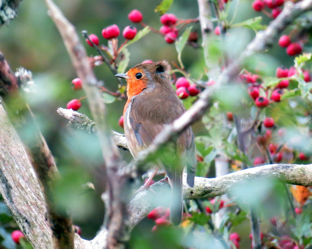 Robin, Europietis, Paukštis, Gyvūnas, Rubecula, Erithacus, Gamta, Raudona, Snapas, Žalias