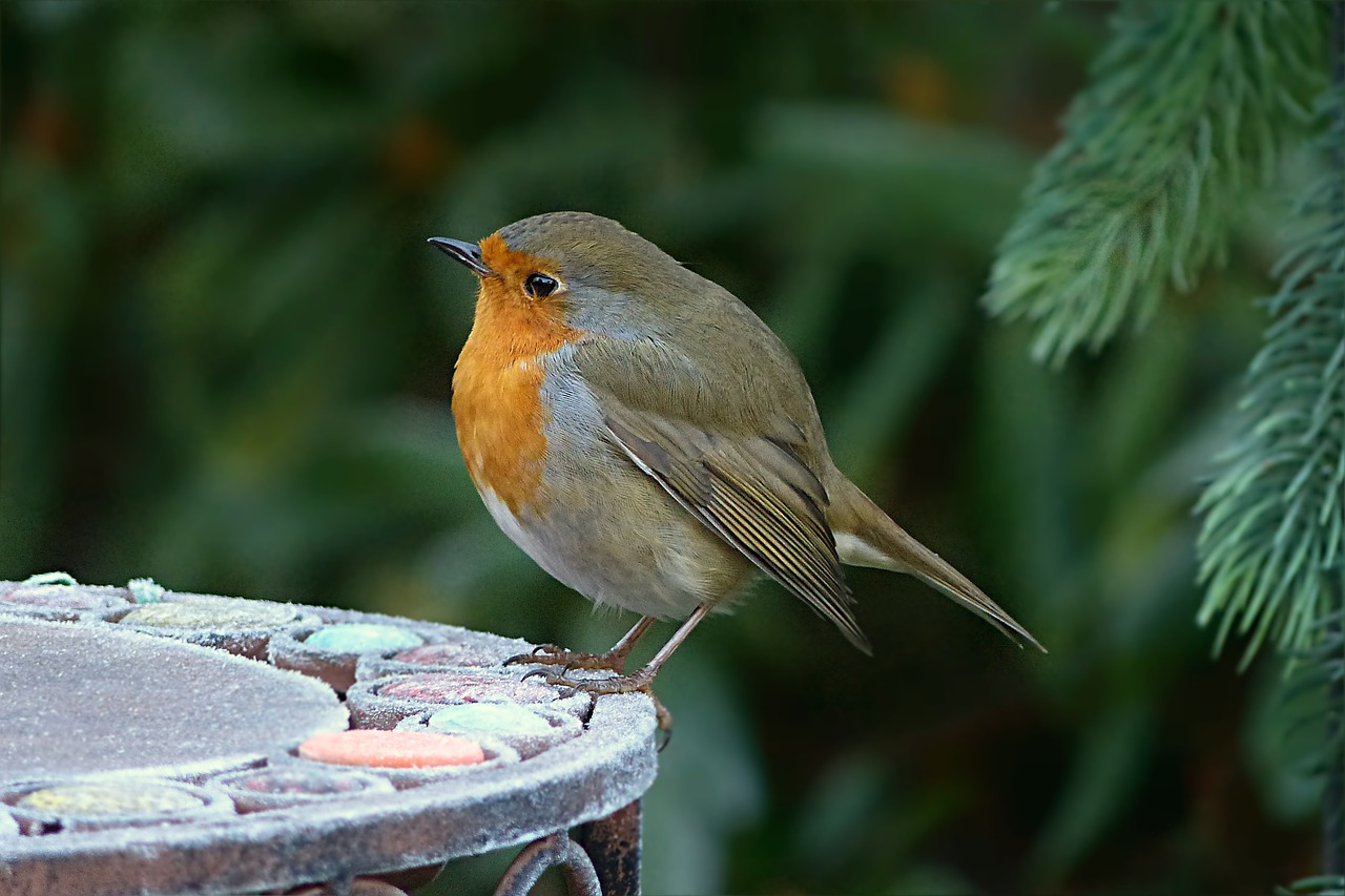 Robin, Erithacus Rubecula, Maža Paukštis, Maitinimas, Sodas, Nemokamos Nuotraukos,  Nemokama Licenzija