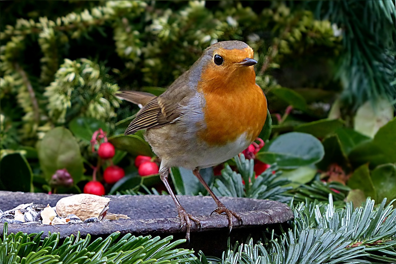 Robin, Erithacus Rubecula, Maža Paukštis, Maitinimas, Sodas, Nemokamos Nuotraukos,  Nemokama Licenzija