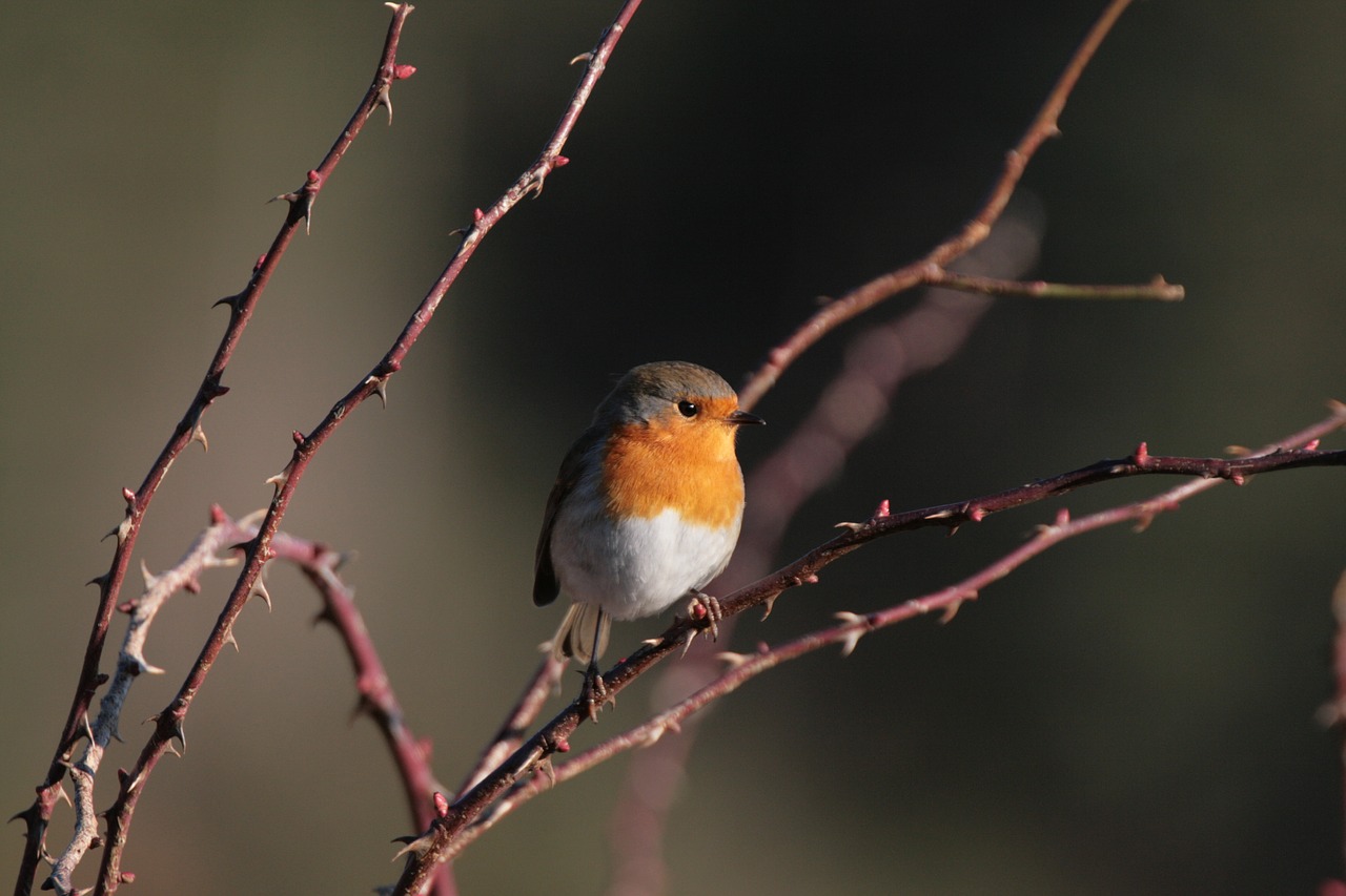 Robin, Erithacus Rubecula, Paukščiai, Nemokamos Nuotraukos,  Nemokama Licenzija