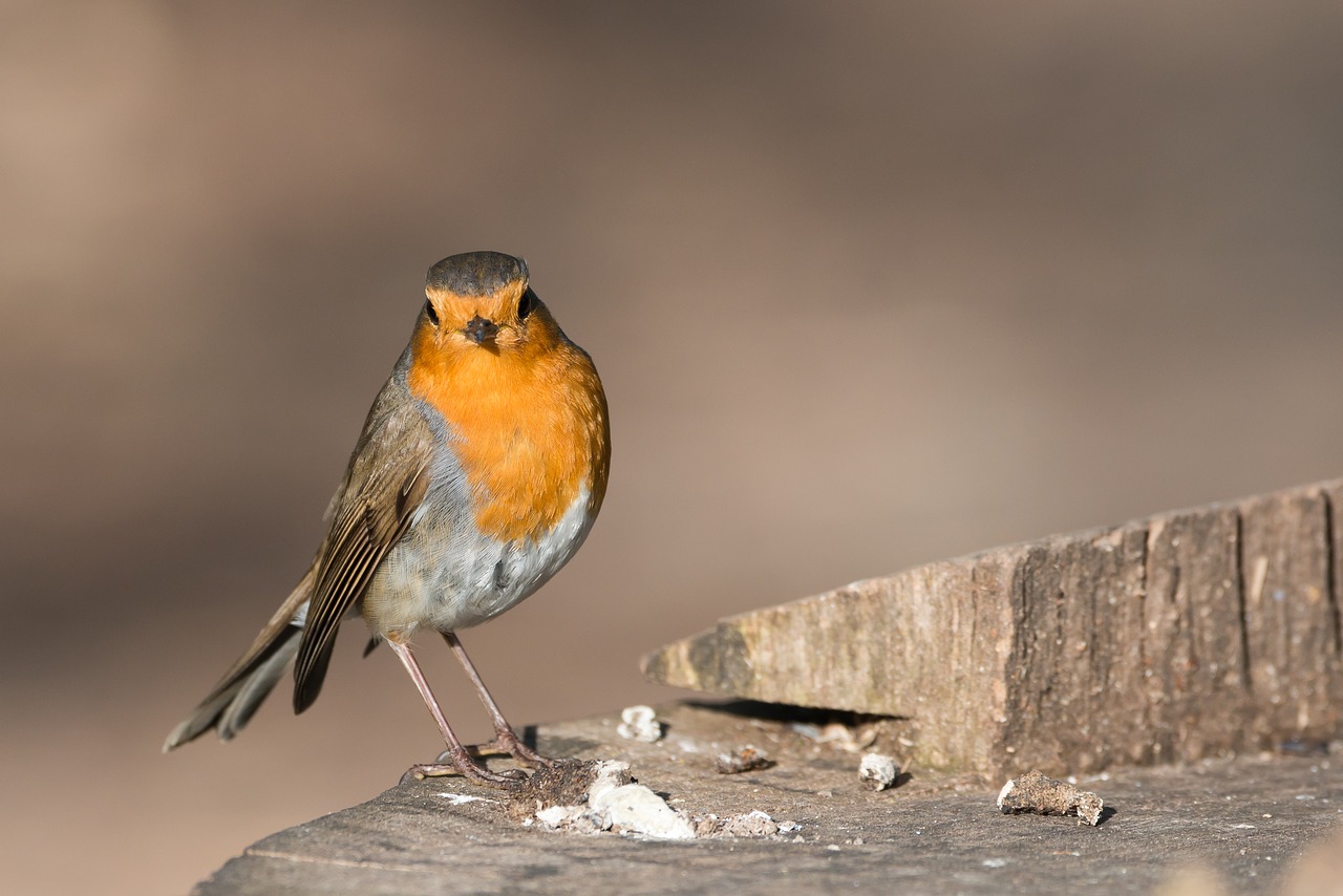 Robin, Paukštis, Erithacus Rubecula, Gamta, Giesmininkas, Uždaryti, Gyvūnai, Miškas, Raudona, Sėdi