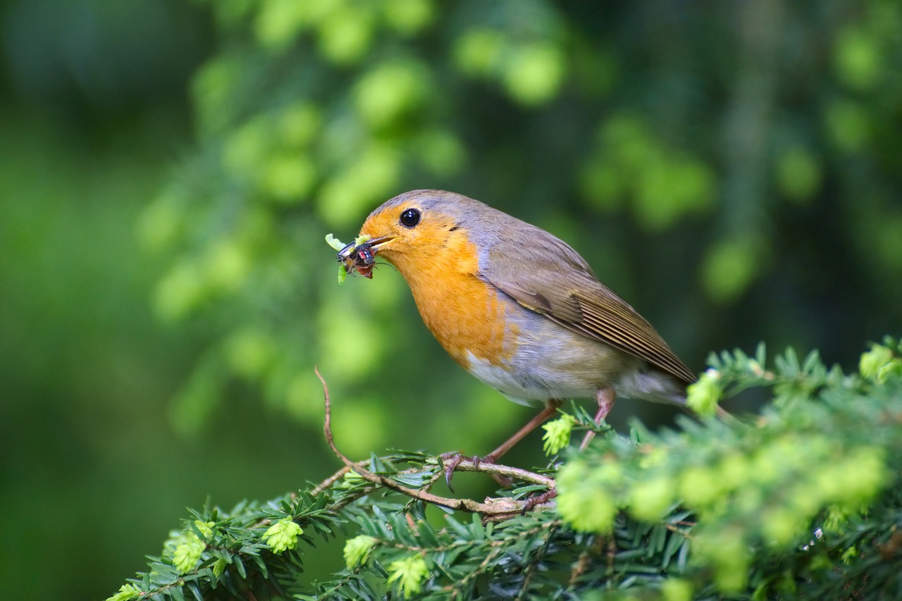 Robin, Paukštis, Sodas, Erithacus Rubecula, Uždaryti, Maža Paukštis, Mažas, Giesmininkai, Sodo Paukštis, Grobis