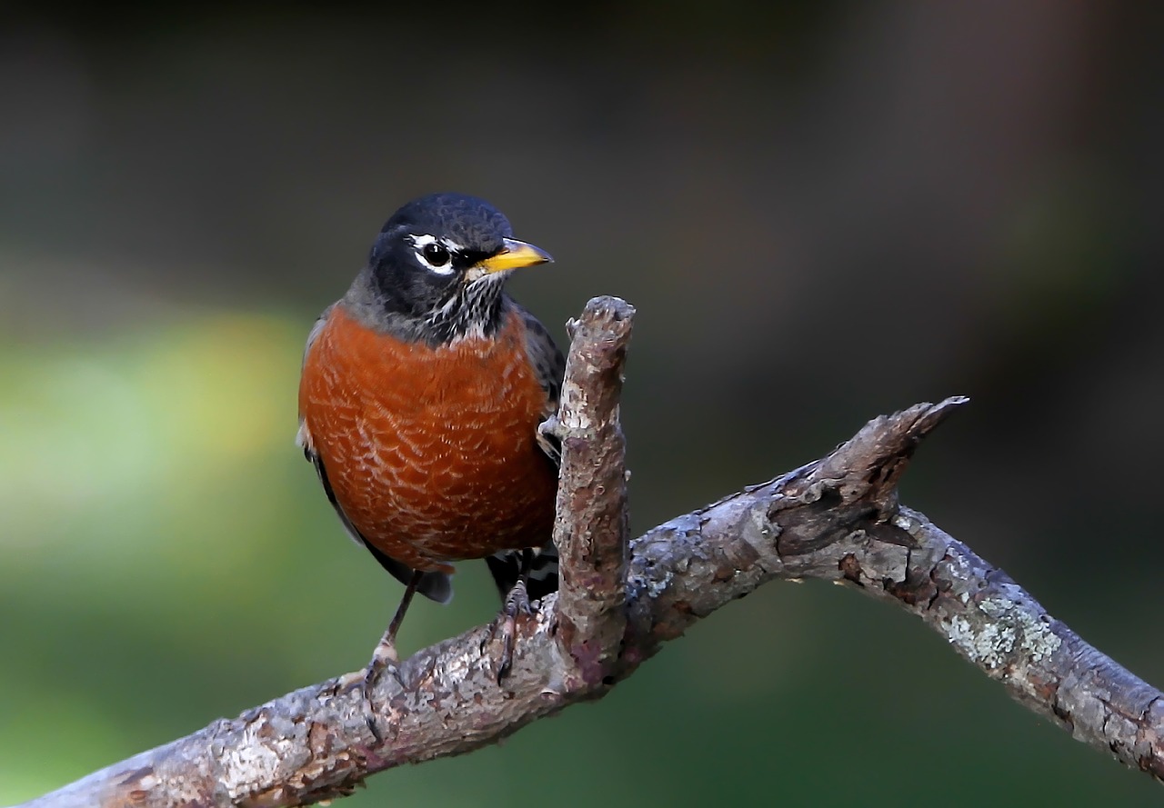 Robin, American Robin, Paukštis, Paukštis, Nemokamos Nuotraukos,  Nemokama Licenzija