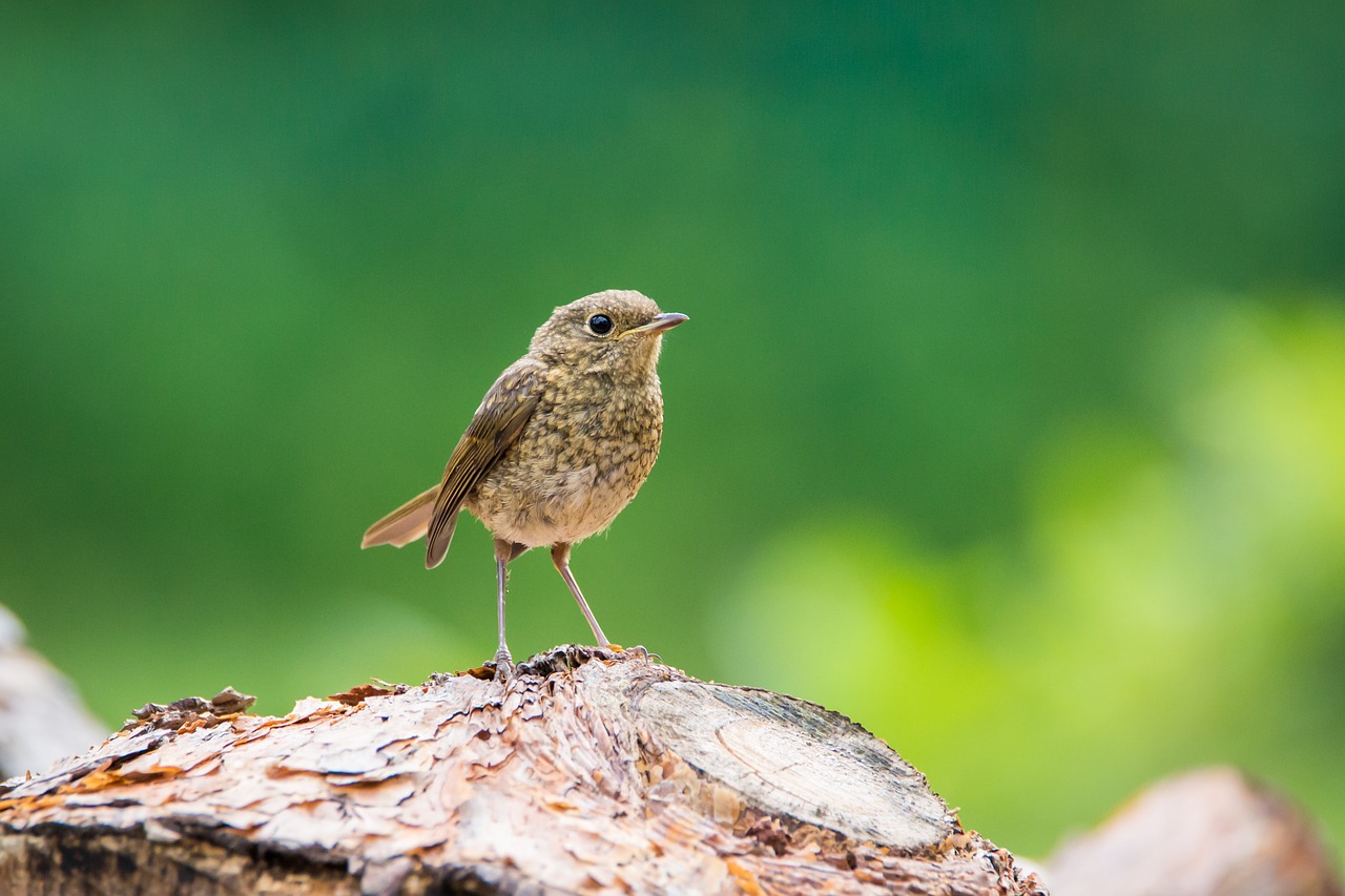 Robin, Jaunas, Jaunas Paukštis, Maža Paukštis, Plumėjimas, Uždaryti, Nemokamos Nuotraukos,  Nemokama Licenzija