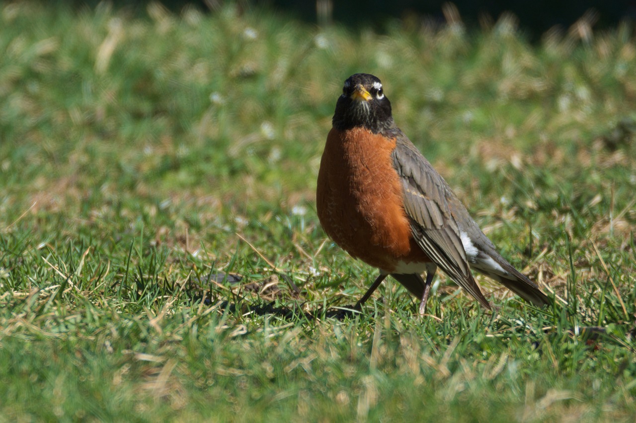 Robin, Paukštis, Birding, Nemokamos Nuotraukos,  Nemokama Licenzija