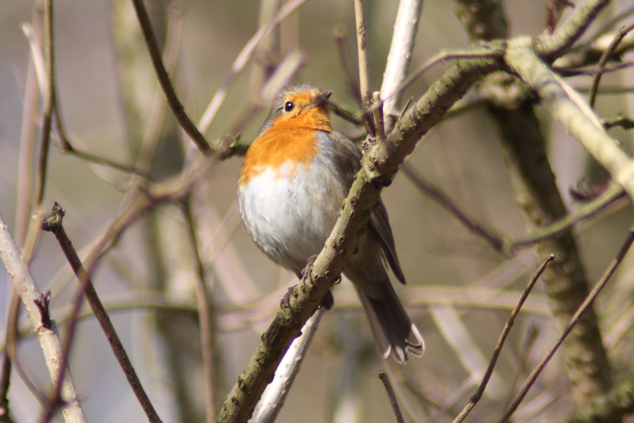 Robin, Paukštis, Gyvūnai, Pavasaris, Rūšis, Giesmininkas, Gamta, Erithacus Rubecula, Nemokamos Nuotraukos,  Nemokama Licenzija