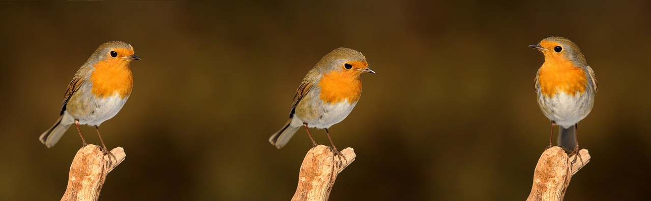 Robin, Paukštis, Sodas, Giesmininkas, Gamta, Sodo Paukštis, Komponavimas, Senas Pasaulinis Flycatcher, Nemokamos Nuotraukos,  Nemokama Licenzija