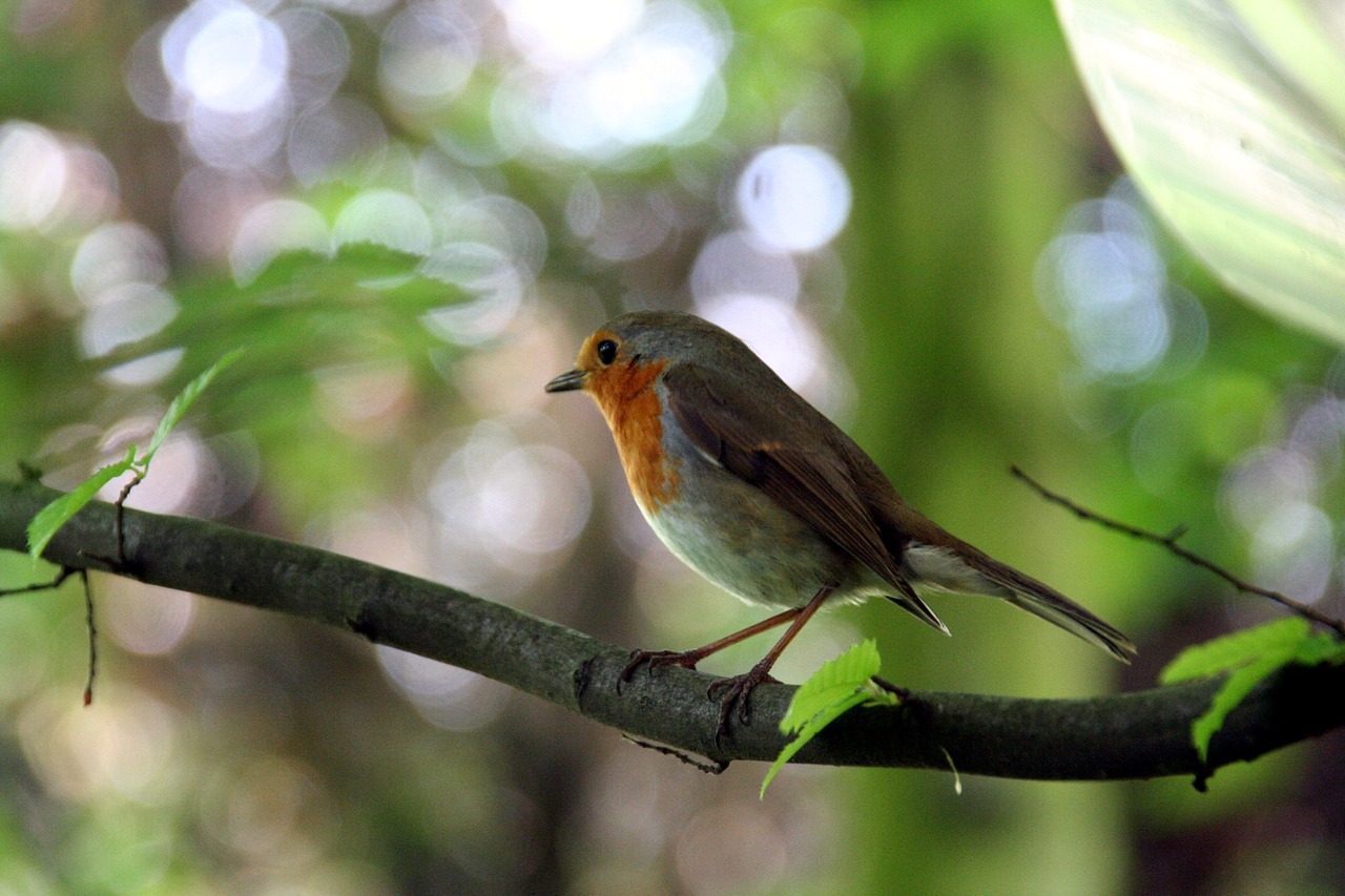 Robin,  Songbird,  Sodas,  Paukštis,  Medis,  Gyvūnijos Pasaulyje, Nemokamos Nuotraukos,  Nemokama Licenzija