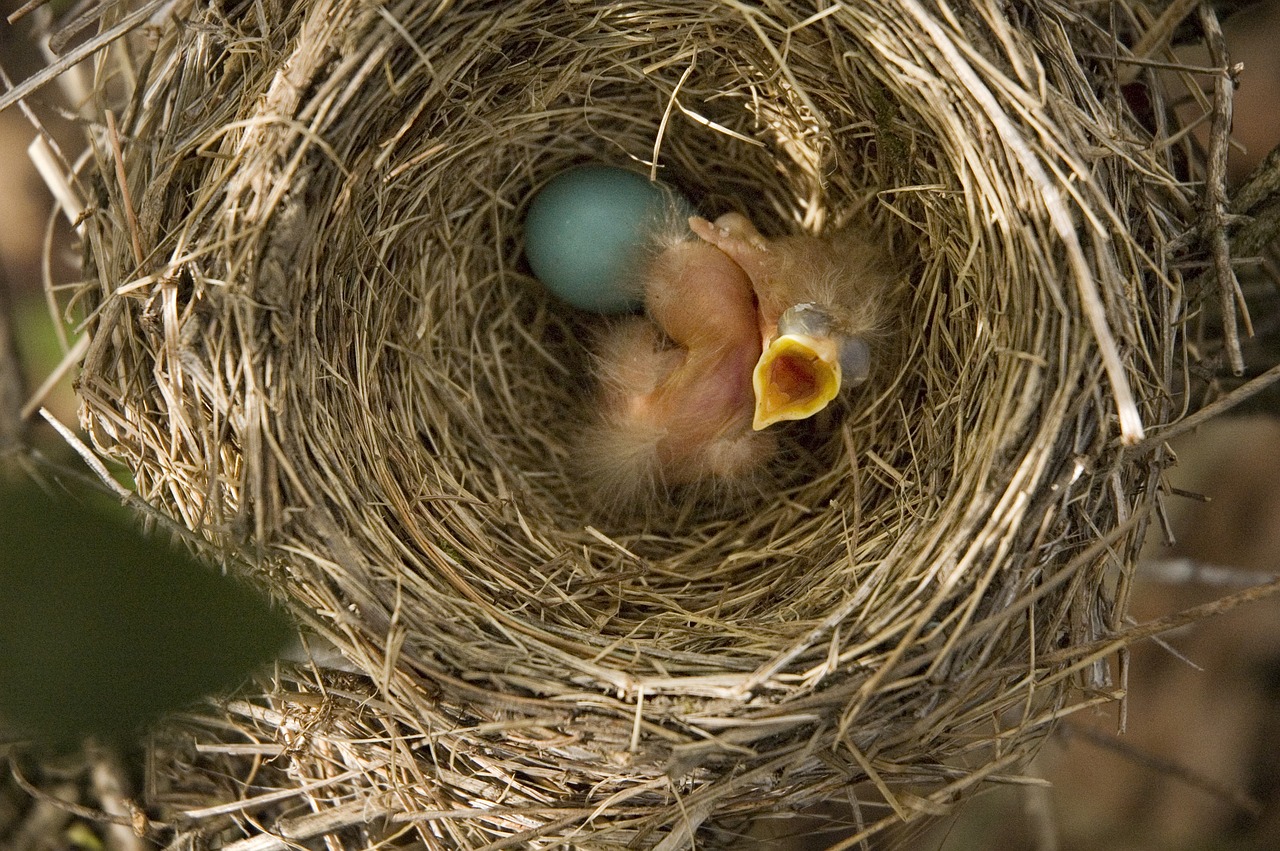 Robin,  Kūdikių,  Paukštis,  Kūdikių Paukštis,  Lizdą,  Robin Kiaušinis, Nemokamos Nuotraukos,  Nemokama Licenzija